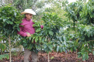 Lee más sobre el artículo Hawaianos Mexicanos, Paniolos y Campesinos